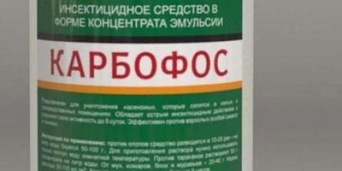 Prerada jagoda karbofosom: u proljeće, jesen, nakon berbe